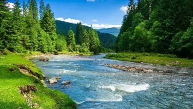 a river running through a forest