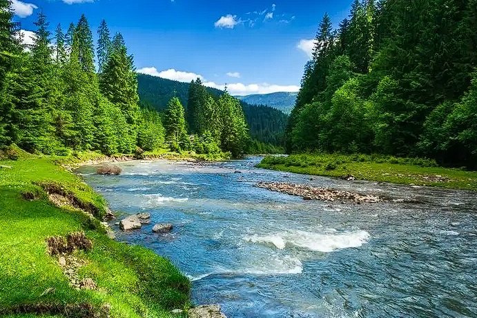 a river running through a forest