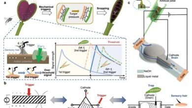 ابتكار جهاز إلكتروني ذكي مستوحى من آلية اصطياد الفريسة لنبات نيناء الزهرة- OIMEDIA News - بوابة الذكاء الاصطناعي