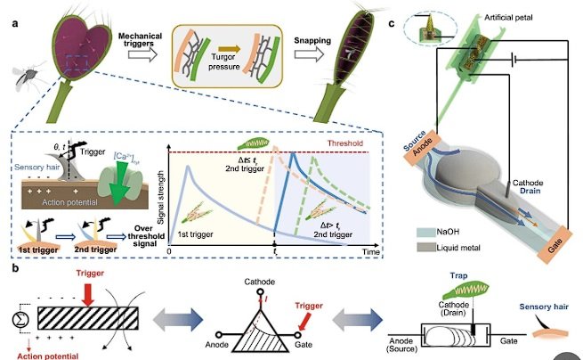ابتكار جهاز إلكتروني ذكي مستوحى من آلية اصطياد الفريسة لنبات نيناء الزهرة- OIMEDIA News - بوابة الذكاء الاصطناعي