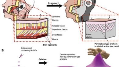 الباحثون يربطون أنسجة الجلد المهندسة بأشكال الروبوتات الإنسانية المعقدة- OIMEDIA News - بوابة الذكاء الاصطناعي