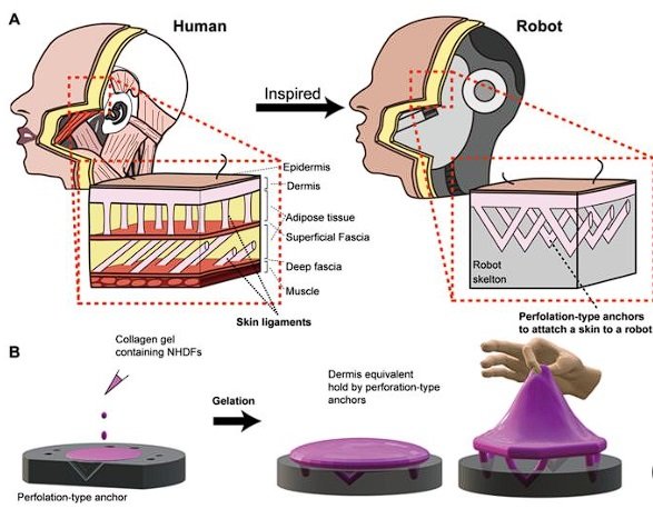 الباحثون يربطون أنسجة الجلد المهندسة بأشكال الروبوتات الإنسانية المعقدة- OIMEDIA News - بوابة الذكاء الاصطناعي